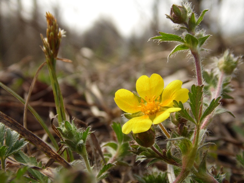 Fiore 5 da determinare - Potentilla sp.